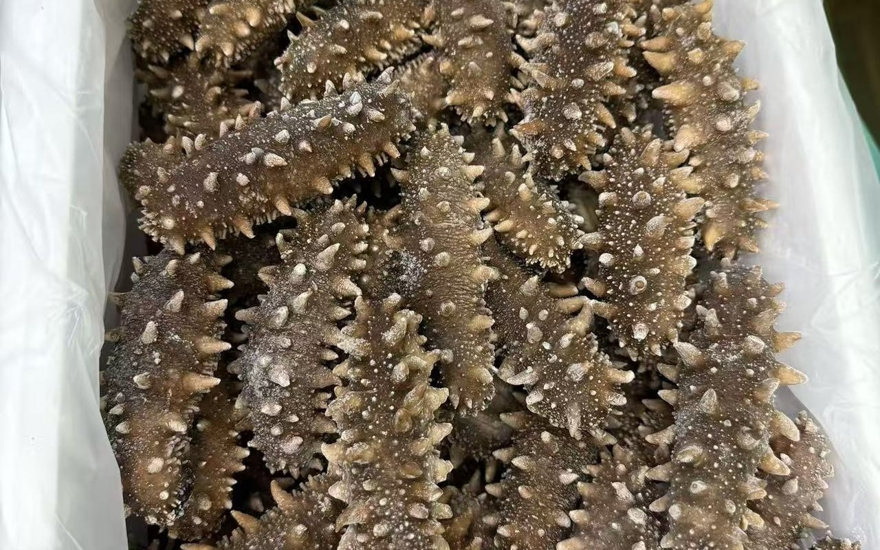 陵水即食海参实拍图